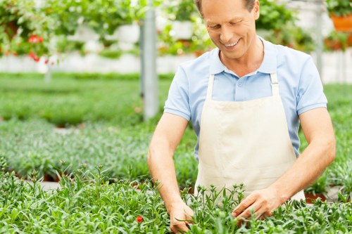 Close-up of a well-maintained hedge after professional trimming