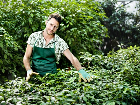 Detailed view of well-maintained hedges by Hedge Trimming Edmonton