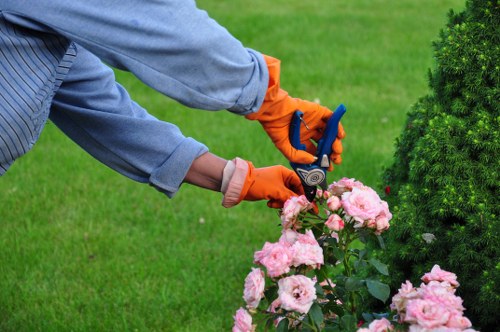 Close-up of trimmed hedge edges